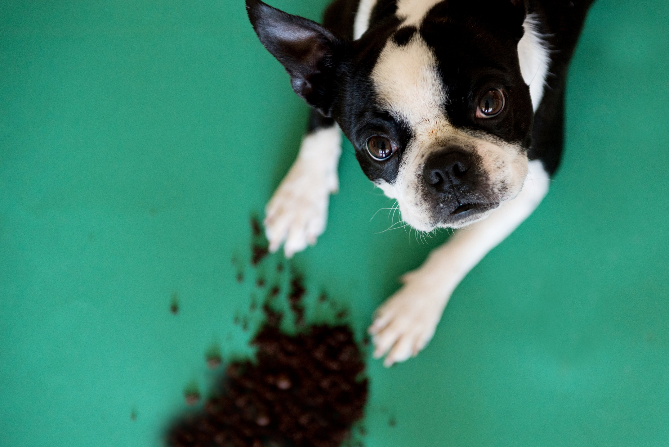 Will Coffee Kill A Dog